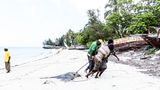 "In Kizimkazi Beach Village, wird dieser Rochen, scheinbar sehr schwer, zum Vermessen zu den Australischen Studenten geschleift. Anschliessend wurde er auf einem grossen Steinblock direkt zulegt."