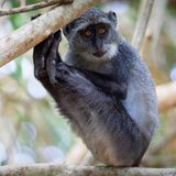 "Gäste auf der Terrasse unseres Ferienbungalows. Ganze Trupps tauchten zeitweise auf. Wenn dann nicht die Türen geschlossen und sogar verriegelt waren …"