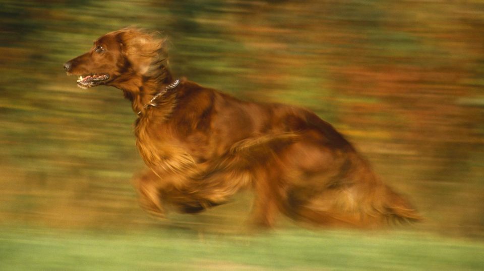 Rüsselsheim Hund beißt Kleinkind blutig Besitzer geht