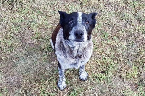 Ein Hund sitzt auf einer Wiese und guckt in die Kamera