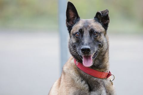 Polizeihündin Akira vom Staadermoor