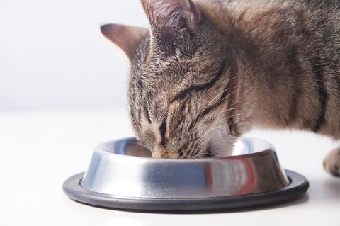 Eine Katze frisst Futter aus einem Napf