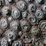 Korallenkolonien leben in Symbiose mit einzelligen Algen in ihren Polypen. Ohne die Algen werden die Korallen bleich und sterben