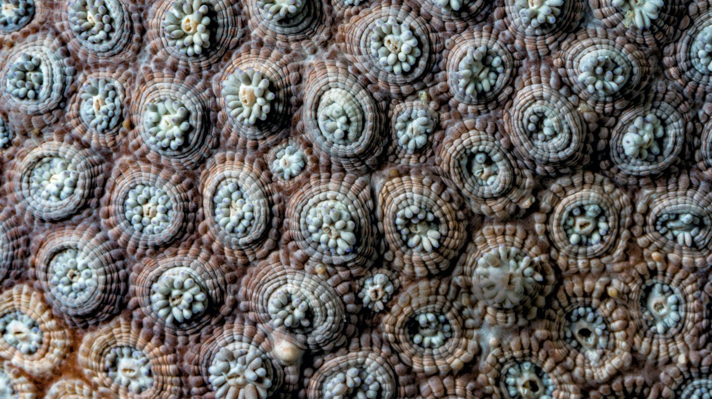 Korallenkolonien leben in Symbiose mit einzelligen Algen in ihren Polypen. Ohne die Algen werden die Korallen bleich und sterben