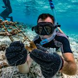 Spezialisten der "Reefscapers" auf den Malediven pflanzen Korallen auf Metallgestelle, um so mit den Jahren neue Riffe wachsen zu lassen