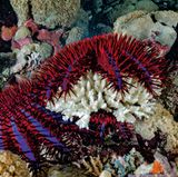 Der farbenprächtige Dornenkronen-Seestern ist eine große Gefahr für Korallenriffe, da er sich von Polypen ernährt und in kurzer Zeit eine bleiche Ruine zurücklässt, wo zuvor Leben blühte