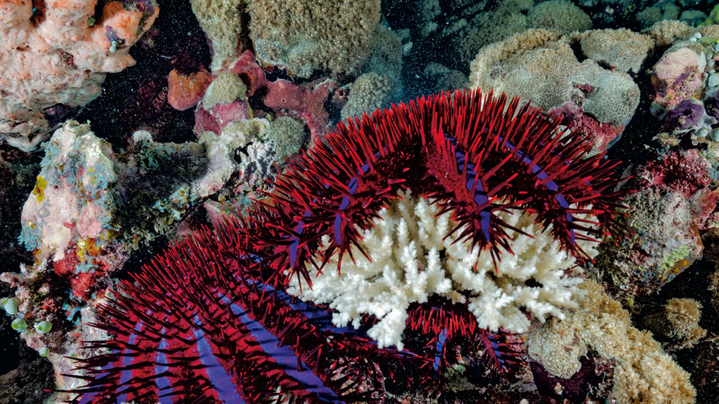 Der farbenprächtige Dornenkronen-Seestern ist eine große Gefahr für Korallenriffe, da er sich von Polypen ernährt und in kurzer Zeit eine bleiche Ruine zurücklässt, wo zuvor Leben blühte