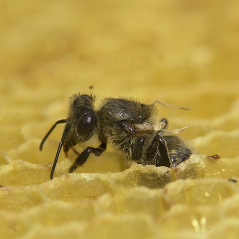 Biene mit deformierten Flügeln