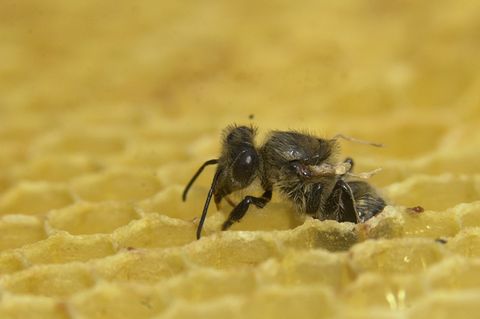 Biene mit deformierten Flügeln