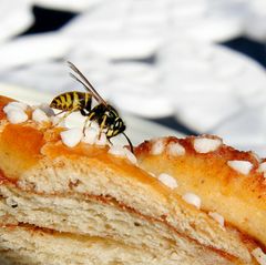 Wespen aller Art stehen in Deutschland unter Naturschutz - sie zu töten kann deshalb teuer werden