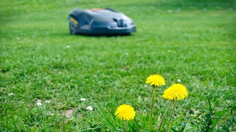Verletzungsrisiko: Stiftung Warentest warnt: Diese Rasenroboter mähen auch krabbelnde Kinder