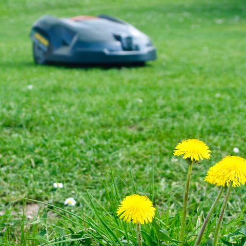 Verletzungsrisiko: Stiftung Warentest warnt: Diese Rasenroboter mähen auch krabbelnde Kinder