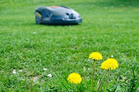 Verletzungsrisiko: Stiftung Warentest warnt: Diese Rasenroboter mähen auch krabbelnde Kinder