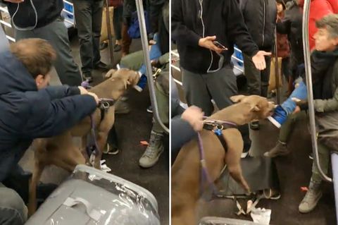 New York: Pitbull beißt Frau in U-Bahn - und es gibt eine traurige Vorgeschichte