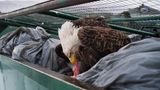 Fotograf: Corey Arnold     14. Februar 2017    1. Preis im Segment "Einzelfotos"  Weißkopfseeadler frisst Fleischabfall im Müllcontainer eines Supermarkts in Dutch Harbor, Unalaska, Alaska, USA.    Durch konzertierte Schutzmaßnahmen kommt dieser früher vom Aussterben bedrohte Seeadler wieder viel öfter vor. In Unalaska gibt es 5000 Einwohner und 500 Adler. In Dutch Harbor werden jährlich rund 350 Millionen Kilo Fisch angelandet. Die Adler werden von den Fischkuttern angelockt, wühlen aber auch gern im Müll und klauen nichts ahnenden Fußgängern Einkaufstüten aus den Händen. Darum nennt man das USA-Wappentier hier auch die "Tauben von Dutch Harbor".