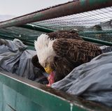 Fotograf: Corey Arnold     14. Februar 2017    1. Preis im Segment "Einzelfotos"  Weißkopfseeadler frisst Fleischabfall im Müllcontainer eines Supermarkts in Dutch Harbor, Unalaska, Alaska, USA.    Durch konzertierte Schutzmaßnahmen kommt dieser früher vom Aussterben bedrohte Seeadler wieder viel öfter vor. In Unalaska gibt es 5000 Einwohner und 500 Adler. In Dutch Harbor werden jährlich rund 350 Millionen Kilo Fisch angelandet. Die Adler werden von den Fischkuttern angelockt, wühlen aber auch gern im Müll und klauen nichts ahnenden Fußgängern Einkaufstüten aus den Händen. Darum nennt man das USA-Wappentier hier auch die "Tauben von Dutch Harbor".