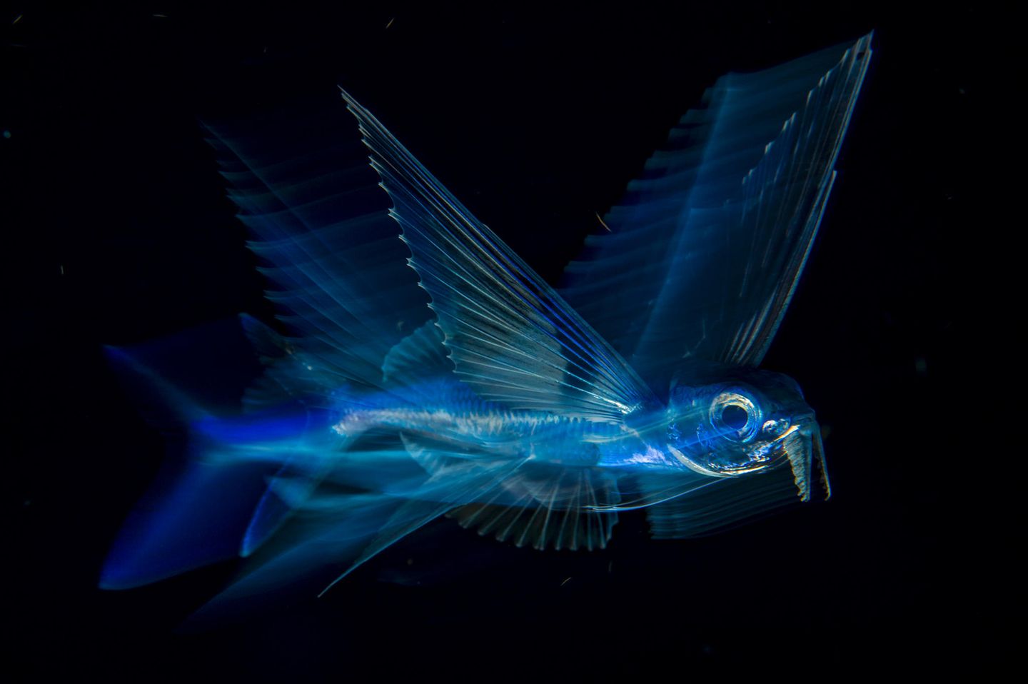 Ausgezeichnete Fotografie: Fotograf: Michael Patrick O’Neill 18. August 2017 3. Preis im Segment "Einzelfotos" Ein Fliegender Fisch schwimmt tief in der Nacht unter der Wasseroberfläche im Golfstrom vor der Küste von Palm Beach, Florida, USA. Durch rasendes Flattern mit der Schwanzflosse (bis zu 70 Mal pro Sekunde) kann ein Fliegender Fisch unter Wasser eine Geschwindigkeit von fast 60 Stundenkilometern erreichen. Dann steigt er auf, katapultiert sich – immer noch vorangetrieben von kräftigen Schwanzschlägen unter Wasser – aus dem Wasser und schwebt im Gleitflug durch die Luft. So kann er sich erfolgreich vor Fressfeinden wie Thunfisch, Speer- und Schwertfisch retten. Fotograf: Michael Patrick O’Neill 18. August 2017 3. Preis im Segment "Einzelfotos" Ein Fliegender Fisch schwimmt tief in der Nacht unter der Wasseroberfläche im Golfstrom vor der Küste von Palm Beach, Florida, USA. Durch rasendes Flattern mit der Schwanzflosse (bis zu 70 Mal pro Sekunde) kann ein Fliegender Fisch unter Wasser eine Geschwindigkeit von fast 60 Stundenkilometern erreichen. Dann steigt er auf, katapultiert sich – immer noch vorangetrieben von kräftigen Schwanzschlägen unter Wasser – aus dem Wasser und schwebt im Gleitflug durch die Luft. So kann er sich erfolgreich vor Fressfeinden wie Thunfisch, Speer- und Schwertfisch retten.
