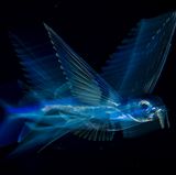 Fotograf: Michael Patrick O’Neill  18. August 2017  3. Preis im Segment "Einzelfotos"  Ein Fliegender Fisch schwimmt tief in der Nacht unter der Wasseroberfläche im Golfstrom vor der Küste von Palm Beach, Florida, USA. Durch rasendes Flattern mit der Schwanzflosse (bis zu 70 Mal pro Sekunde) kann ein Fliegender Fisch unter Wasser eine Geschwindigkeit von fast 60 Stundenkilometern erreichen. Dann steigt er auf, katapultiert sich – immer noch vorangetrieben von kräftigen Schwanzschlägen unter Wasser – aus dem Wasser und schwebt im Gleitflug durch die Luft. So kann er sich erfolgreich vor Fressfeinden wie Thunfisch, Speer- und Schwertfisch retten.