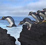 Fotograf: Thomas P. Peschak    18. April 2017    2. Preis im Segment "Einzelfotos"  Springende Felsenpinguine an der zerklüfteten Küste der Marion-Insel, einem südafrikanischen Antarktisgebiet im Indischen Ozean.    Trotz ihres zahlenmäßig größten Vorkommens gelten die Felsenpinguine als bedroht. Der Rückgang der Bestände ist vermutlich auf ein abnehmendes Nahrungsangebot zurückzuführen. Felsenpinguine verbringen fünf bis sechs Monate auf dem Meer und kommen nur zur Mauser und zur Aufzucht der Jungen an Land. Sie bewegen sich meist hüpfend fort, statt wie andere Arten watschelnd, und tauchen bis zu 100 Meter tief nach Fischen, Schalentieren, Tintenfischen und Krill.