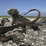 Fotograf: Thomas P. Peschak    13. April - 22. August 2016  3. Preis im Segment "Serien"  Beim Galapagos-Archipel treffen vier große Meeresströmungen aufeinander, wodurch Voraussetzungen für eine außergewöhnlich vielfältige Tierwelt geschaffen werden. Auf den Inseln gibt es mindestens 7000 Pflanzen- und Tierarten. Das örtliche Ökosystem ist sehr empfindlich für Änderungen von Temperatur, Niederschlag und Meeresströmungen, wodurch man auf den Galapagos die ersten Anzeichen für die Auswirkungen des Klimawandels erkennen kann.    Hier im Bild: Meerechsen, ikonische Tiere der Galapagos. Sie ernähren sich von Meeralgen und Seetang. Manche Algen- und Tangarten sterben schnell ab, wenn sich der Ozean erwärmt.