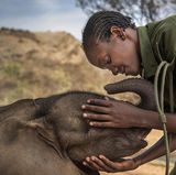 Fotografin: Ami Vitale  29. September 2016 - 23. Februar 2017  1. Preis im Segment "Serien"  Im gemeinschaftseigenen Reteti Elephant Sanctuary im Norden Kenias werden verlassene und verwaiste Elefantenkälber rehabilitiert und wieder ausgewildert. Das Schutzzentrum befindet sich im Land der Vorväter des Samburu-Volks.    Das Elefanten-Waisenhaus wurde 2016 von Einheimischen gegründet. Alle Männer, die hier arbeiten, sind oder waren einmal Samburu-Krieger. Früher lag der hiesigen Bevölkerung wenig daran, Elefanten zu retten, weil diese eine Bedrohung für Menschen und ihr Eigentum darstellen können. Jetzt haben sie begonnen, ihr Verhältnis zu den Elefanten neu zu bewerten. Mary Lengees, eine der ersten Reteti-Pflegerinnen, streichelt hier Suyian, den ersten Pflegling des Schutzzentrums.