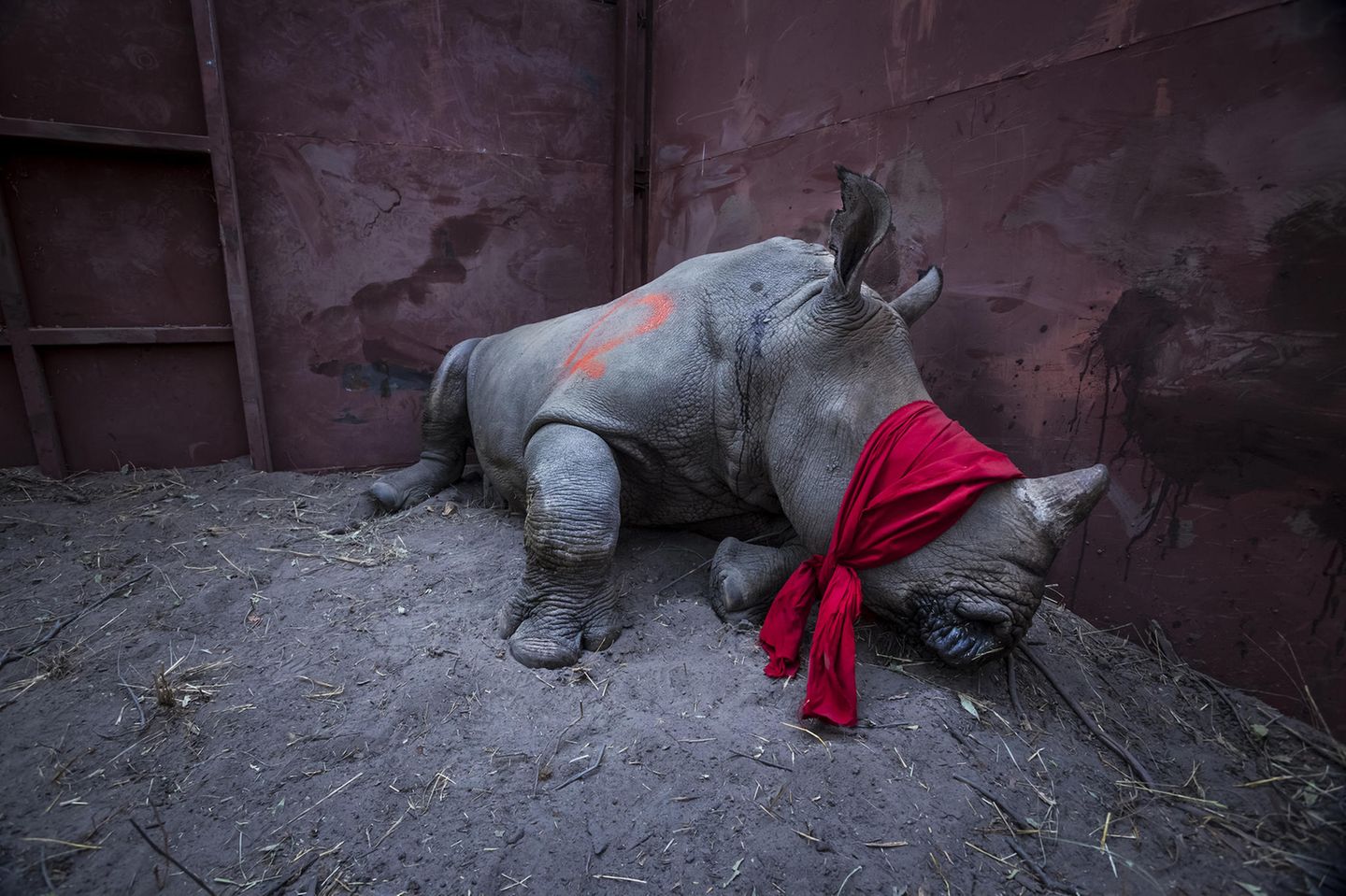 Fotograf: Neil Aldridge     21. September 2017    1. Preis im Segment "Einzelfotos"  Junges Breitmaulnashorn, betäubt und mit verbundenen Augen, kurz vor seiner Auswilderung im Okavango-Delta, Botswana. Zum Schutz vor Wilderern war es aus Südafrika umgesiedelt worden.    Das südliche Breitmaulnashorn gilt als potenziell gefährdet. Für pulverisiertes Rhinozeros-Horn werden besonders in Vietnam und China hohe Preise gezahlt, weil es als Heilmittel gilt, mancherorts wird es aber auch als Partydroge konsumiert. Darum werden Preise von 20.000 Euro bis 50.000 Euro pro Kilo gezahlt. Die Zahl der in Südafrika von Wilderern erlegten Tiere stieg von 13 Tieren jährlich 2007 auf den traurigen Rekord von 1215 im Jahr 2014. Zwar ist sie seitdem leicht rückläufig, aber die Verluste bleiben untragbar. Botswana rettet Nashörner von den Brennpunkten der Wilderei in Südafrika und siedelt sie in die eigenen Naturschutzgebiete um.