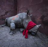 Fotograf: Neil Aldridge     21. September 2017    1. Preis im Segment "Einzelfotos"  Junges Breitmaulnashorn, betäubt und mit verbundenen Augen, kurz vor seiner Auswilderung im Okavango-Delta, Botswana. Zum Schutz vor Wilderern war es aus Südafrika umgesiedelt worden.    Das südliche Breitmaulnashorn gilt als potenziell gefährdet. Für pulverisiertes Rhinozeros-Horn werden besonders in Vietnam und China hohe Preise gezahlt, weil es als Heilmittel gilt, mancherorts wird es aber auch als Partydroge konsumiert. Darum werden Preise von 20.000 Euro bis 50.000 Euro pro Kilo gezahlt. Die Zahl der in Südafrika von Wilderern erlegten Tiere stieg von 13 Tieren jährlich 2007 auf den traurigen Rekord von 1215 im Jahr 2014. Zwar ist sie seitdem leicht rückläufig, aber die Verluste bleiben untragbar. Botswana rettet Nashörner von den Brennpunkten der Wilderei in Südafrika und siedelt sie in die eigenen Naturschutzgebiete um.