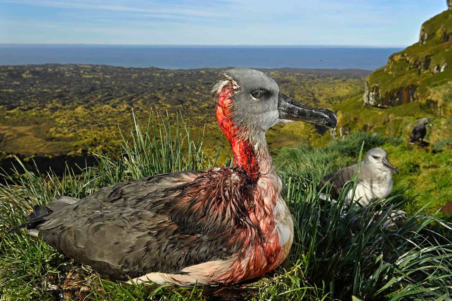 Ausgezeichnete Fotografie: Fotograf: Thomas P. Peschak 1. Mai 2017 2. Preis im Segment "Einzelfotos" Ein junger Graukopfalbatros auf der Marion-Insel im südafrikanischen Antarktisgebiet. Er wurde verletzt von Mäusen einer invasiven Art, die sich von Albatrosküken und -Jungtieren ernähren. Die Mäuse, im 19. Jahrhundert von Seehundsjägern eingeschleppt, haben fast 200 Jahre friedlich mit den Vögeln zusammengelebt. 1991 rottete Südafrika die Wildkatzen auf der Marion-Insel aus, aber der Plan, anschließend auch die Mäuse zu tilgen, wurde nicht umgesetzt. Wachsende Populationen bei schrumpfenden Nahrungsquellen führten dazu, dass die abnormal großen Mäuse Albatrosse und Sturmvögel angreifen. Vor kurzem wurde ein Umweltwächter mit der Überwachung der Mauspopulation und der groß angelegten Versuche mit Giftködern beauftragt. Fotograf: Thomas P. Peschak 1. Mai 2017 2. Preis im Segment "Einzelfotos" Ein junger Graukopfalbatros auf der Marion-Insel im südafrikanischen Antarktisgebiet. Er wurde verletzt von Mäusen einer invasiven Art, die sich von Albatrosküken und -Jungtieren ernähren. Die Mäuse, im 19. Jahrhundert von Seehundsjägern eingeschleppt, haben fast 200 Jahre friedlich mit den Vögeln zusammengelebt. 1991 rottete Südafrika die Wildkatzen auf der Marion-Insel aus, aber der Plan, anschließend auch die Mäuse zu tilgen, wurde nicht umgesetzt. Wachsende Populationen bei schrumpfenden Nahrungsquellen führten dazu, dass die abnormal großen Mäuse Albatrosse und Sturmvögel angreifen. Vor kurzem wurde ein Umweltwächter mit der Überwachung der Mauspopulation und der groß angelegten Versuche mit Giftködern beauftragt.