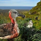 Fotograf: Thomas P. Peschak     1. Mai 2017    2. Preis im Segment "Einzelfotos"  Ein junger Graukopfalbatros auf der Marion-Insel im südafrikanischen Antarktisgebiet. Er wurde verletzt von Mäusen einer invasiven Art, die sich von Albatrosküken und -Jungtieren ernähren.  Die Mäuse, im 19. Jahrhundert von Seehundsjägern eingeschleppt, haben fast 200 Jahre friedlich mit den Vögeln zusammengelebt. 1991 rottete Südafrika die Wildkatzen auf der Marion-Insel aus, aber der Plan, anschließend auch die Mäuse zu tilgen, wurde nicht umgesetzt. Wachsende Populationen bei schrumpfenden Nahrungsquellen führten dazu, dass die abnormal großen Mäuse Albatrosse und Sturmvögel angreifen. Vor kurzem wurde ein Umweltwächter mit der Überwachung der Mauspopulation und der groß angelegten Versuche mit Giftködern beauftragt.