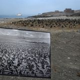Fotograf: Thomas P. Peschak     1. März 2017    3. Preis im Segment "Einzelfotos"  Diese historische Aufnahme einer Brillenpinguinkolonie vom Ende des 19. Jahrhunderts zeigt, wie stark die Population, einst mehr als 100.000 Tiere groß, bis heute geschrumpft ist. Fotografiert wurde derselbe Ort auf der Insel Halifax, Namibia.    Der Brillenpinguin, früher der häufigste Meeresvogel des südlichen Afrikas, gilt heute als gefährdet. Insgesamt beträgt die Brillenpinguin-Population nur noch 2,5 Prozent des Stands von vor 80 Jahren. Wie von der Universität Kapstadt auf der Insel Halifax durchgeführte Studien zeigen, hat sich der Bestand in den letzten 30 Jahren mehr als halbiert.    Eine historische Ursache für den Rückgang war die Nachfrage nach Guano (als Düngemittel verwendeter Vogelkot). Die Tiere bauen ihre Nester in alte Guano-Ansammlungen. Als weitere Ursachen werden der Verzehr der Eier durch den Menschen und die Überfischung der Gewässer in der Umgebung gesehen. Sardinen und Sardellen, die wichtigsten Beutefische der Pinguine, kommen hier im Meer kaum noch vor.