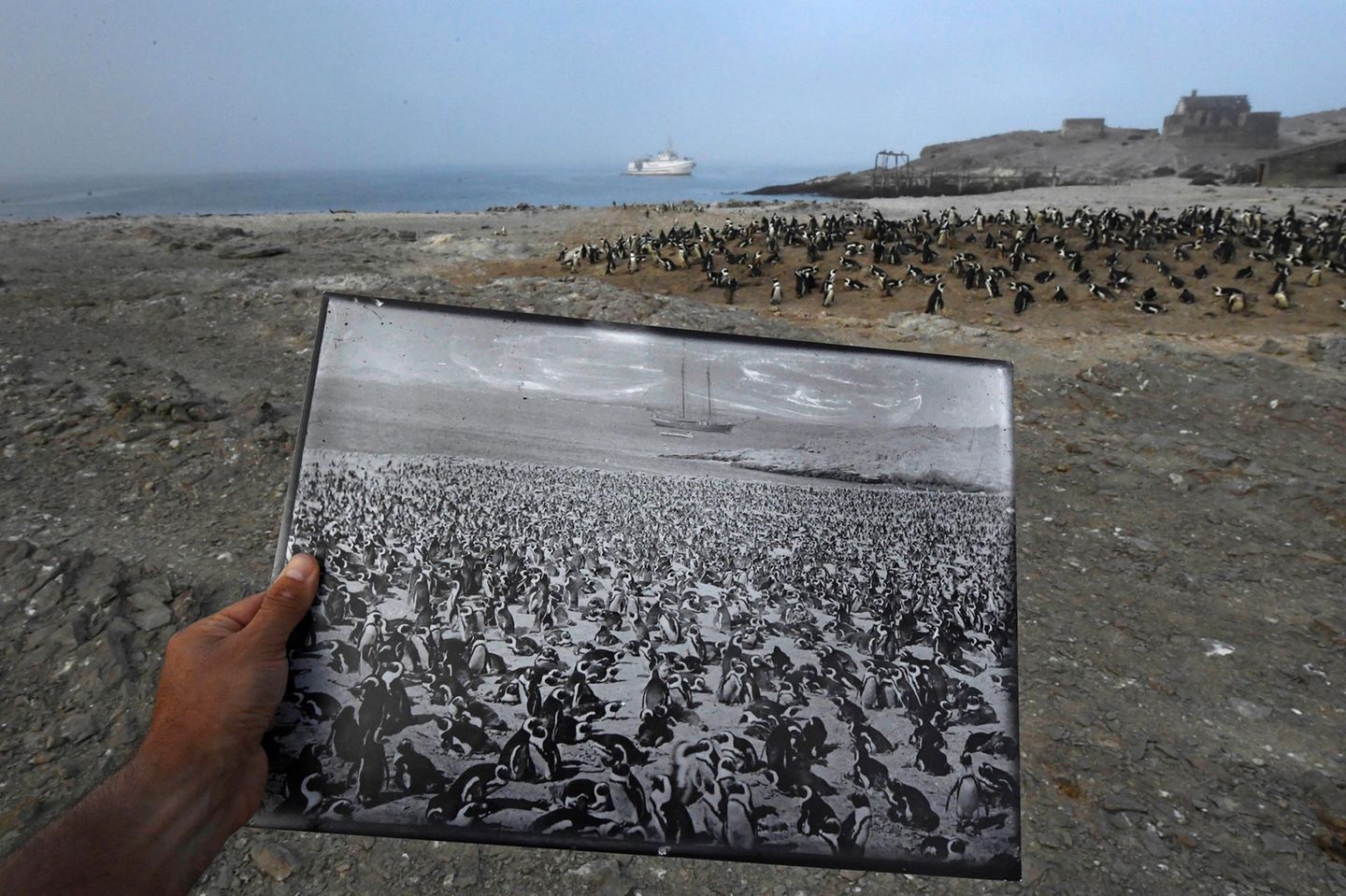 Fotograf: Thomas P. Peschak     1. März 2017    3. Preis im Segment "Einzelfotos"  Diese historische Aufnahme einer Brillenpinguinkolonie vom Ende des 19. Jahrhunderts zeigt, wie stark die Population, einst mehr als 100.000 Tiere groß, bis heute geschrumpft ist. Fotografiert wurde derselbe Ort auf der Insel Halifax, Namibia.    Der Brillenpinguin, früher der häufigste Meeresvogel des südlichen Afrikas, gilt heute als gefährdet. Insgesamt beträgt die Brillenpinguin-Population nur noch 2,5 Prozent des Stands von vor 80 Jahren. Wie von der Universität Kapstadt auf der Insel Halifax durchgeführte Studien zeigen, hat sich der Bestand in den letzten 30 Jahren mehr als halbiert.    Eine historische Ursache für den Rückgang war die Nachfrage nach Guano (als Düngemittel verwendeter Vogelkot). Die Tiere bauen ihre Nester in alte Guano-Ansammlungen. Als weitere Ursachen werden der Verzehr der Eier durch den Menschen und die Überfischung der Gewässer in der Umgebung gesehen. Sardinen und Sardellen, die wichtigsten Beutefische der Pinguine, kommen hier im Meer kaum noch vor.