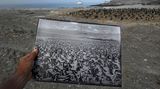 Fotograf: Thomas P. Peschak     1. März 2017    3. Preis im Segment "Einzelfotos"  Diese historische Aufnahme einer Brillenpinguinkolonie vom Ende des 19. Jahrhunderts zeigt, wie stark die Population, einst mehr als 100.000 Tiere groß, bis heute geschrumpft ist. Fotografiert wurde derselbe Ort auf der Insel Halifax, Namibia.    Der Brillenpinguin, früher der häufigste Meeresvogel des südlichen Afrikas, gilt heute als gefährdet. Insgesamt beträgt die Brillenpinguin-Population nur noch 2,5 Prozent des Stands von vor 80 Jahren. Wie von der Universität Kapstadt auf der Insel Halifax durchgeführte Studien zeigen, hat sich der Bestand in den letzten 30 Jahren mehr als halbiert.    Eine historische Ursache für den Rückgang war die Nachfrage nach Guano (als Düngemittel verwendeter Vogelkot). Die Tiere bauen ihre Nester in alte Guano-Ansammlungen. Als weitere Ursachen werden der Verzehr der Eier durch den Menschen und die Überfischung der Gewässer in der Umgebung gesehen. Sardinen und Sardellen, die wichtigsten Beutefische der Pinguine, kommen hier im Meer kaum noch vor.