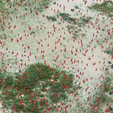 Fotograf: Daniel Beltrá     19. Januar - 18. Februar 2017    3. Preis im Segment "Serien"  Unter dem Druck von Holzwirtschaft, Bergbau, Landwirtschaft und Bau von Wasserkraftanlagen stieg die Abholzungsrate im brasilianischen Amazonas-Gebiet 2016 wieder stark an, nach einer Erholung von den Rekordjahren 1995 und 2004. Der Amazonas-Regenwald gehört zu den größten Kohlenstoffspeichern der Welt. Jährlich nimmt er Milliarden Tonnen Kohlendioxid auf und reguliert damit unser Klima. Ohne den Regenwald würde das weltweite Potenzial zur Bindung von Kohlendioxid sinken. Direkte Folge: eine Verstärkung der Auswirkungen der Erderwärmung.    Hier ist ein Schwarm roter Ibisse über überflutetem Flachland in der Nähe von Bom Amigo, Amapá zu sehen.