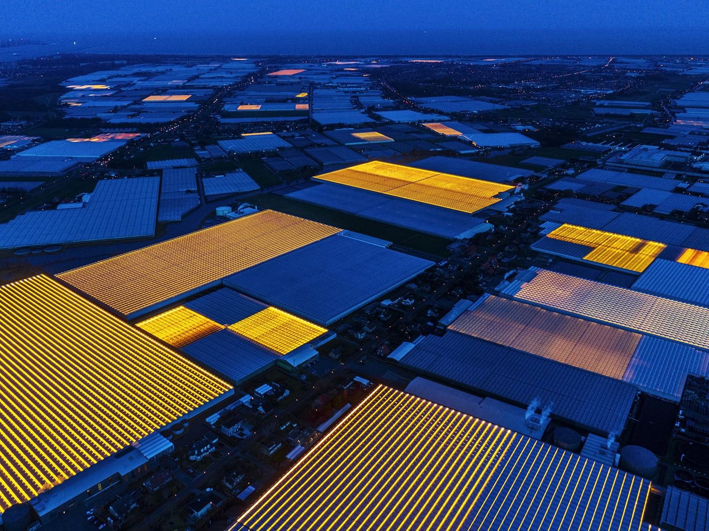 Ausgezeichnete Fotografie: Fotograf: Luca Locatelli 2. Oktober 2016 - 9. März 2017 2. Preis im Segment "Serien" Die Niederlande sind so klein und dicht bevölkert, dass großflächige Landwirtschaft gar nicht möglich ist. Dank innovativer Anbaumethoden hat sich das Land aber zum wertmäßig zweitgrößten Lebensmittelexporteur der Welt entwickelt. An erster Stelle stehen die USA, mit einer 270-mal so großen Fläche. Die damit verbundene Forschungsarbeit wird größtenteils im Universitäts- und Forschungszentrum Wageningen (WUR) durchgeführt. Dieses Zentrum gilt allgemein als weltweit führendes Institut der landwirtschaftlichen Forschung. Hier dargestellt sind Gewächshäuser im Westland. In dieser Gegend sind 80 Prozent der Anbauflächen unter Glas. Fotograf: Luca Locatelli 2. Oktober 2016 - 9. März 2017 2. Preis im Segment "Serien" Die Niederlande sind so klein und dicht bevölkert, dass großflächige Landwirtschaft gar nicht möglich ist. Dank innovativer Anbaumethoden hat sich das Land aber zum wertmäßig zweitgrößten Lebensmittelexporteur der Welt entwickelt. An erster Stelle stehen die USA, mit einer 270-mal so großen Fläche. Die damit verbundene Forschungsarbeit wird größtenteils im Universitäts- und Forschungszentrum Wageningen (WUR) durchgeführt. Dieses Zentrum gilt allgemein als weltweit führendes Institut der landwirtschaftlichen Forschung. Hier dargestellt sind Gewächshäuser im Westland. In dieser Gegend sind 80 Prozent der Anbauflächen unter Glas.