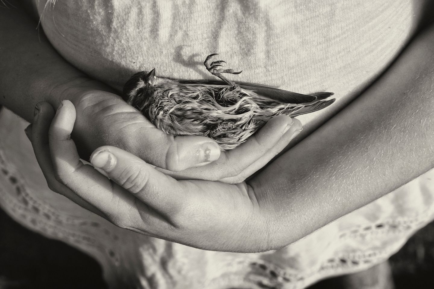 Toter Vogel in Kinderhänden