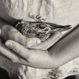 Toter Vogel in Kinderhänden