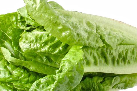 Römersalat mit E. coli-Bakterien verseucht