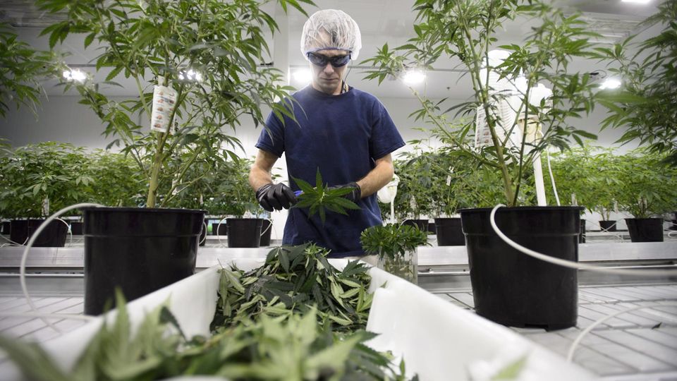 Heilkraut: Hanfpflanzen in der Halle des kanadischen Produzenten Canopy Growth. Kunstlicht, gleichmäßige Temperatur und Feuchtigkeit sorgen für den relativ konstanten Wirkstoffgehalt und vier bis fünf Ernten pro Jahr Hanfpflanzen in der Halle des kanadischen Produzenten Canopy Growth. Kunstlicht, gleichmäßige Temperatur und Feuchtigkeit sorgen für den relativ konstanten Wirkstoffgehalt und vier bis fünf Ernten pro Jahr