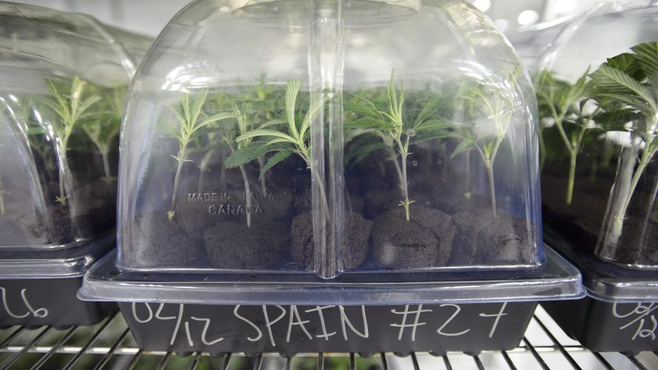 Heilkraut: Stecklinge genetisch identischer Mutterpflanzen Stecklinge genetisch identischer Mutterpflanzen