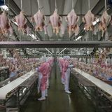 Fotograf: George Steinmetz    13. Juni 2016 - 9. Juli 2017    2. Preis im Segment "Serien"  In China hat der steigende Wohlstand zu anderen Ernährungsgewohnheiten und einer steigenden Nachfrage nach Fleisch, Milchprodukten und verarbeiteten Lebensmitteln geführt. Mit den Erträgen von rund 12 Prozent der globalen Ackerfläche muss China fast 19 Prozent der Weltbevölkerung ernähren. Teilweise lässt sich dies durch neue Technologien und Agrarreformen lösen. Die Versorgung bleibt aber problematisch, je mehr Bauern und junge Menschen zum Arbeiten in die Städte ziehen, die Landbevölkerung überaltert und je mehr Ackerflächen der Industrie weichen müssen.    Hier verarbeiten Arbeiter Fleisch im Zerlegeraum von Jinluo Meat in Shandong im Osten von China.