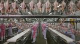 Fotograf: George Steinmetz    13. Juni 2016 - 9. Juli 2017    2. Preis im Segment "Serien"  In China hat der steigende Wohlstand zu anderen Ernährungsgewohnheiten und einer steigenden Nachfrage nach Fleisch, Milchprodukten und verarbeiteten Lebensmitteln geführt. Mit den Erträgen von rund 12 Prozent der globalen Ackerfläche muss China fast 19 Prozent der Weltbevölkerung ernähren. Teilweise lässt sich dies durch neue Technologien und Agrarreformen lösen. Die Versorgung bleibt aber problematisch, je mehr Bauern und junge Menschen zum Arbeiten in die Städte ziehen, die Landbevölkerung überaltert und je mehr Ackerflächen der Industrie weichen müssen.    Hier verarbeiten Arbeiter Fleisch im Zerlegeraum von Jinluo Meat in Shandong im Osten von China.
