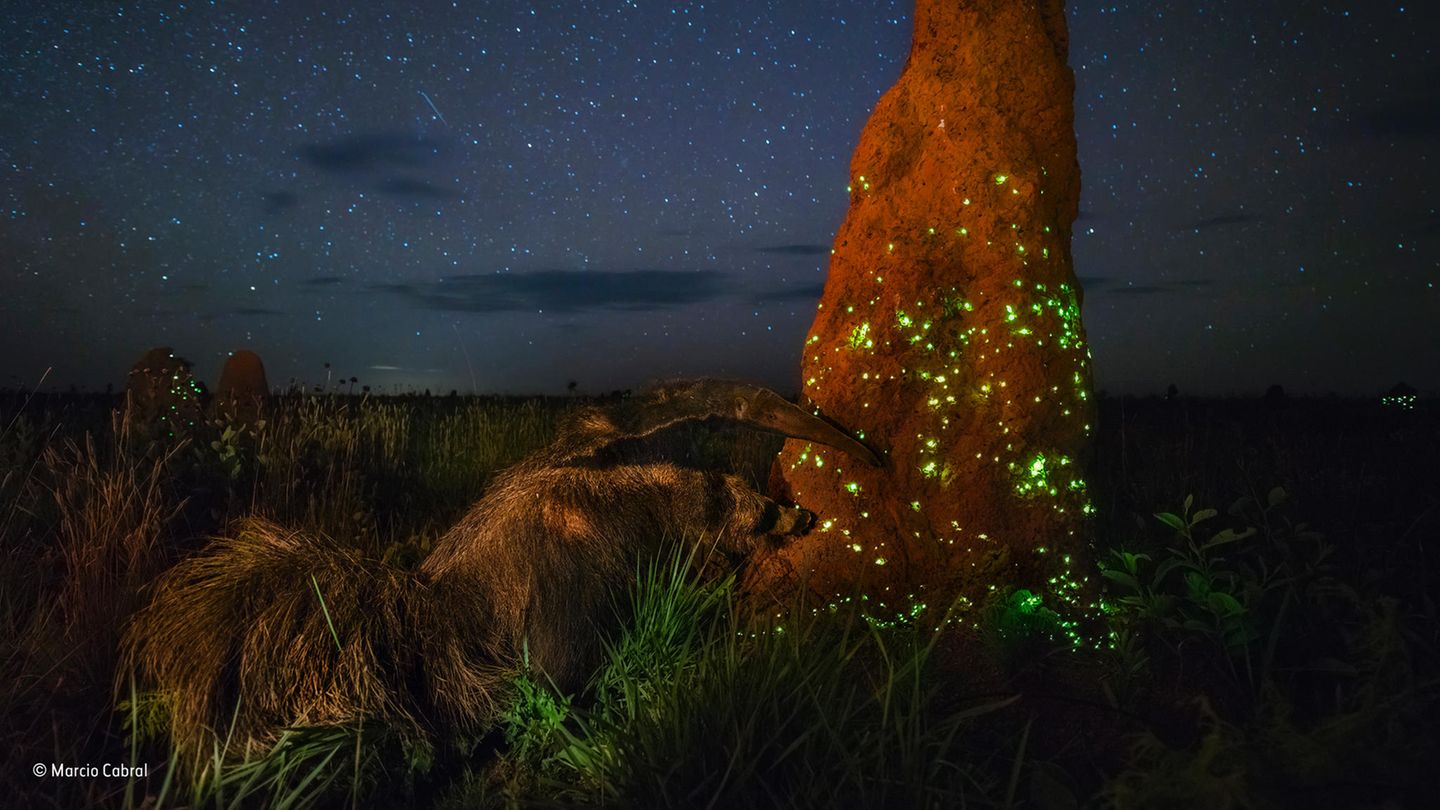 Für dieses Foto gab es den Wildlife-Preis, der nun wieder aberkannt wurde