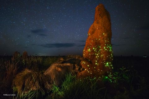 Für dieses Foto gab es den Wildlife-Preis, der nun wieder aberkannt wurde