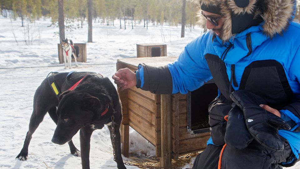 Hunde Hasser Hunde Hasser