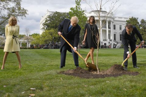 Baum von Donald Trump und Emmanuel Macron: Wo ist die Eiche?