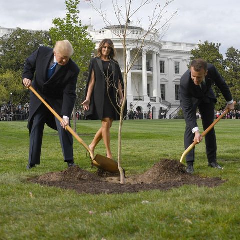 Baum von Donald Trump und Emmanuel Macron: Wo ist die Eiche?