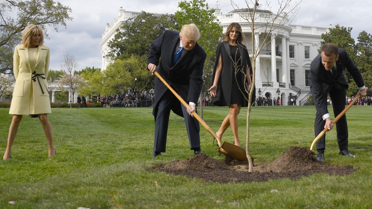 Baum von Donald Trump und Emmanuel Macron: Wo ist die Eiche?