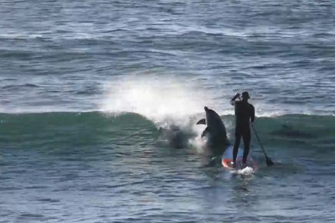 Tierische Begegnung: Augen auf! Delfin schubst Paddler vom Brett