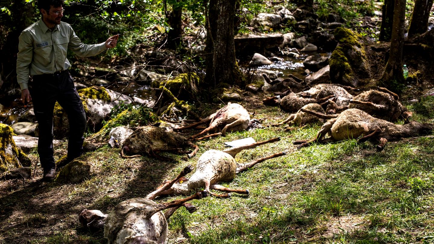 Bad Wildbad im Schwarzwald: 40 tote Schafe durch Wolf-Attacke