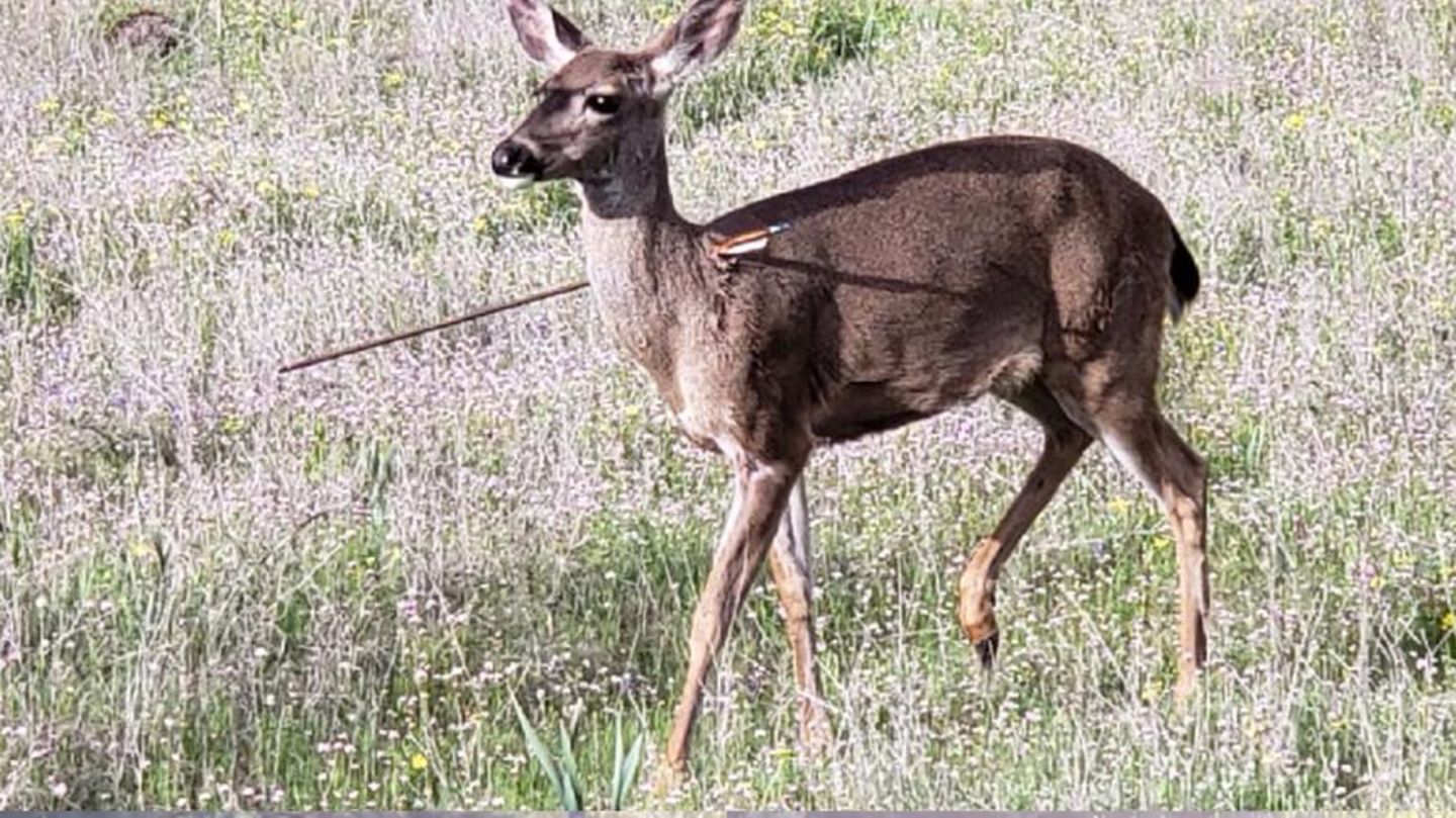 Fotos, die erschrecken: Ein Wildtier mit Pfeil im Körper im US-Bundesstaat Oregon